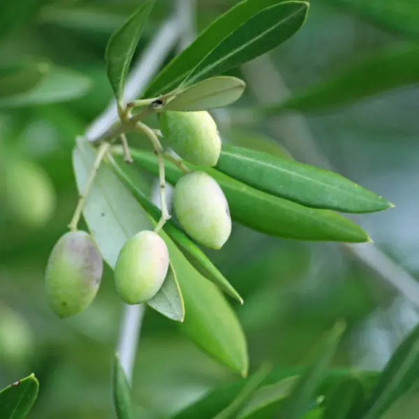 5 Olive Tree Seeds Olea Europaea - USDA Zones 8-11 - Image 2