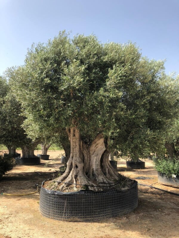 5 Olive Tree Seeds Olea Europaea - USDA Zones 8-11 - Image 4