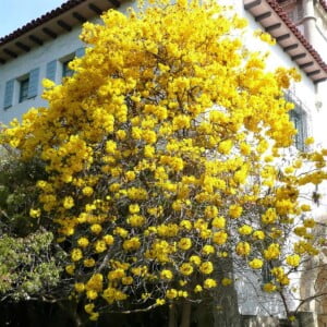 25 Golden Trumpet Tree Seeds Handroanthus Chrysotrichus