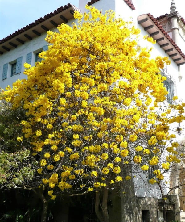 25 Golden Trumpet Tree Seeds Handroanthus Chrysotrichus