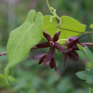 5 Florida Milkvine Seeds Matelea Floridana - Endangered