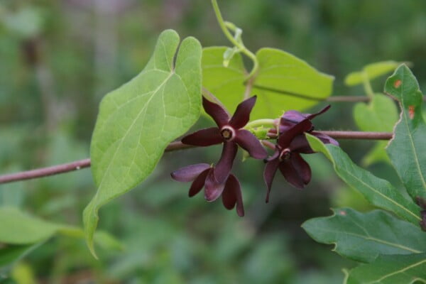 5 Florida Milkvine Seeds Matelea Floridana - Endangered