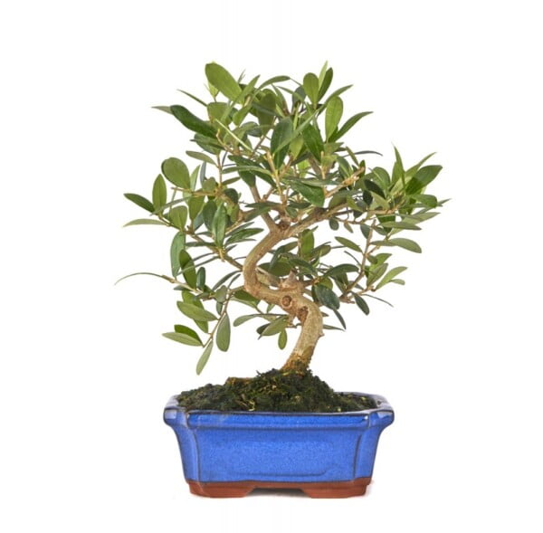 5 Olive Tree Seeds Olea Europaea - USDA Zones 8-11 - Image 5
