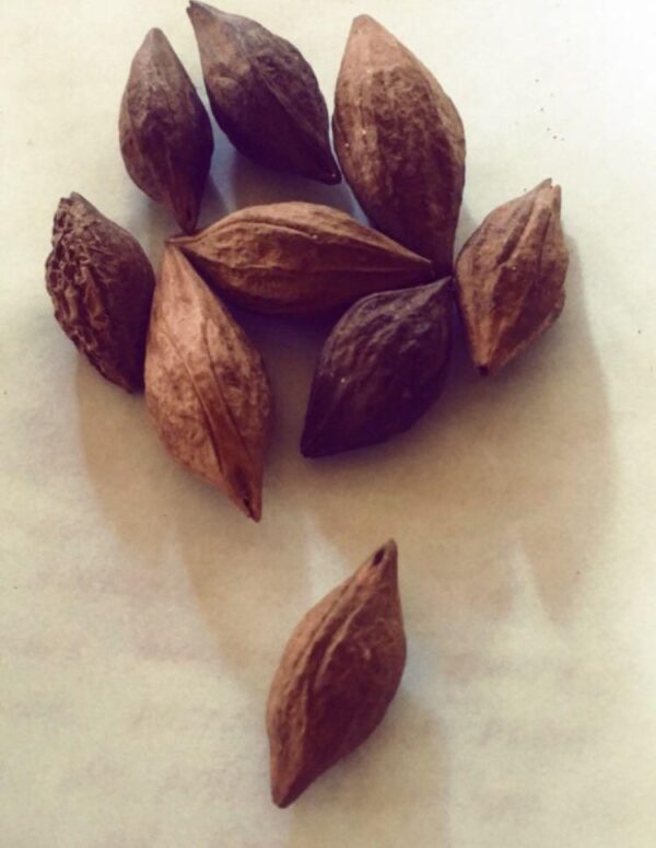 5 Olive Tree Seeds Olea Europaea - USDA Zones 8-11 - Image 3