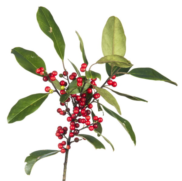 20 Florida-Native Dahoon Holly Seeds Ilex Cassine - US Southeast