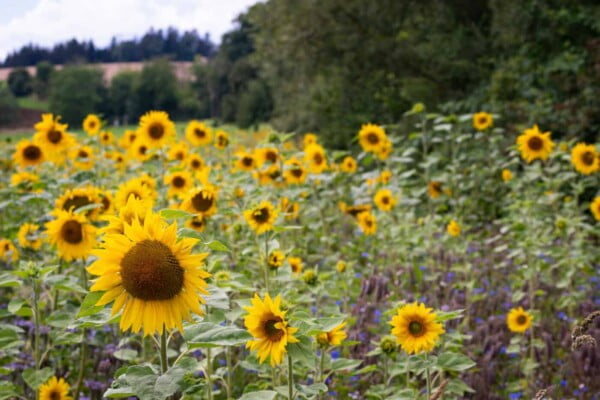 25 "Monarch Sunflower" Seeds (Helianthus Annuus) - Image 4