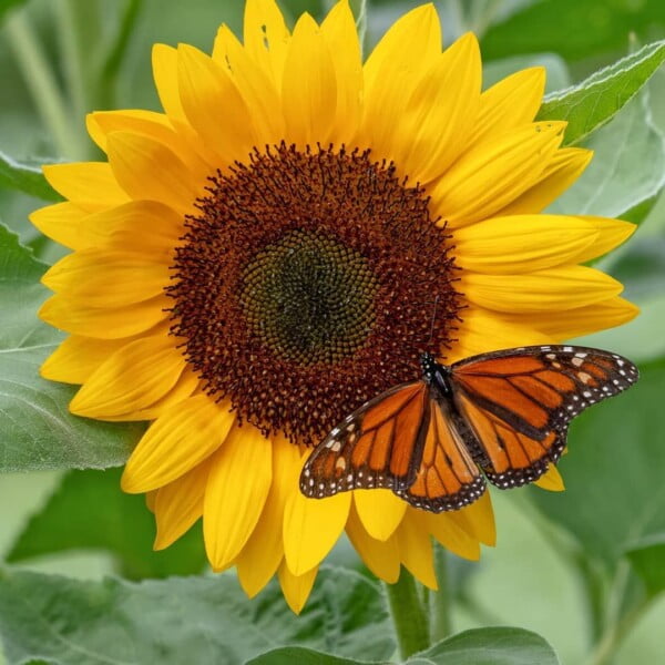25 "Monarch Sunflower" Seeds (Helianthus Annuus)