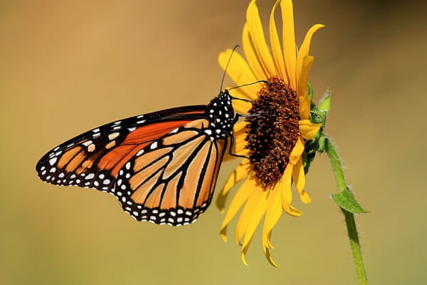 25 "Monarch Sunflower" Seeds (Helianthus Annuus) - Image 3