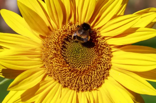25 "Monarch Sunflower" Seeds (Helianthus Annuus) - Image 6
