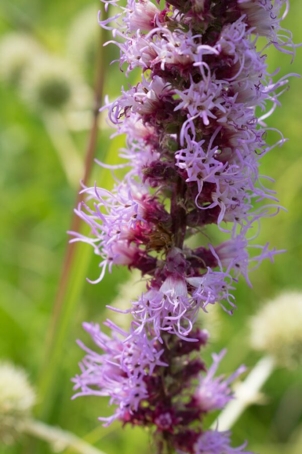 25 Prairie Blazing Star Seeds (Liatris Pycnostachya/Spicata) - Image 4