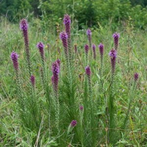 25 Prairie Blazing Star Seeds (Liatris Pycnostachya/Spicata)