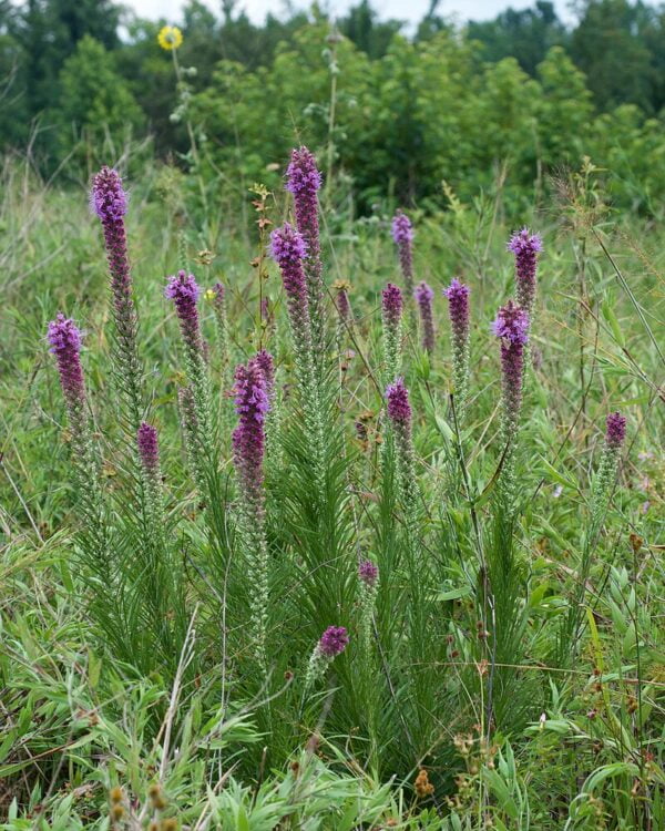 25 Prairie Blazing Star Seeds (Liatris Pycnostachya/Spicata)