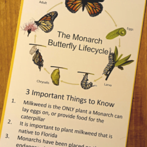 Monarch Butterfly Lifecycle Card (Single)