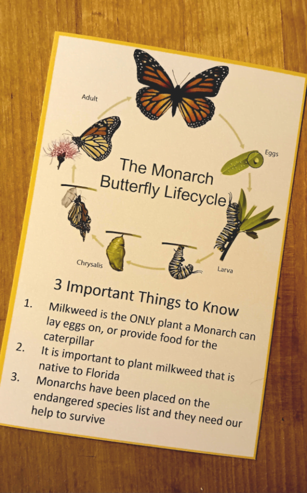 Monarch Butterfly Lifecycle Card (Single)