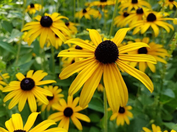 500 Black-Eyed Susan Seeds (Rudbeckia Hirta) - Image 3