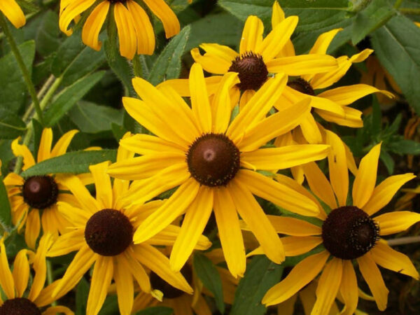 500 Black-Eyed Susan Seeds (Rudbeckia Hirta) - Image 2