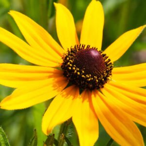 500 Black-Eyed Susan Seeds (Rudbeckia Hirta)