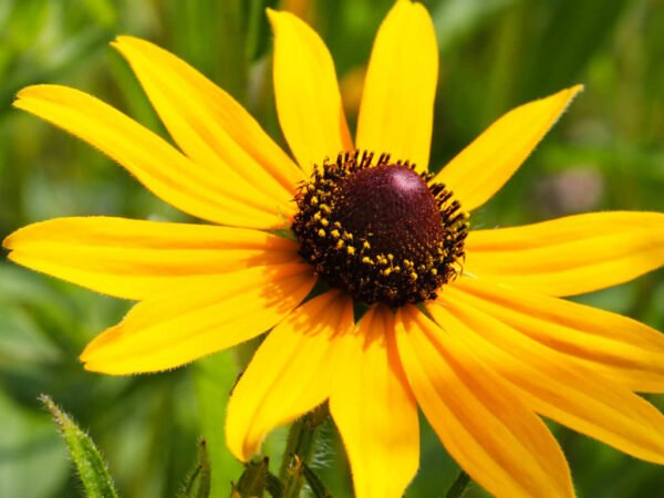 500 Black-Eyed Susan Seeds (Rudbeckia Hirta)