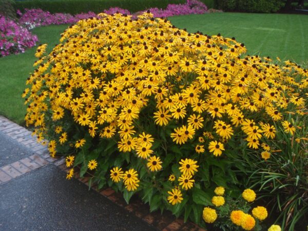 500 Black-Eyed Susan Seeds (Rudbeckia Hirta) - Image 9