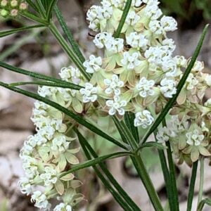 50 Whorled Milkweed Seeds (Asclepias Verticillata)