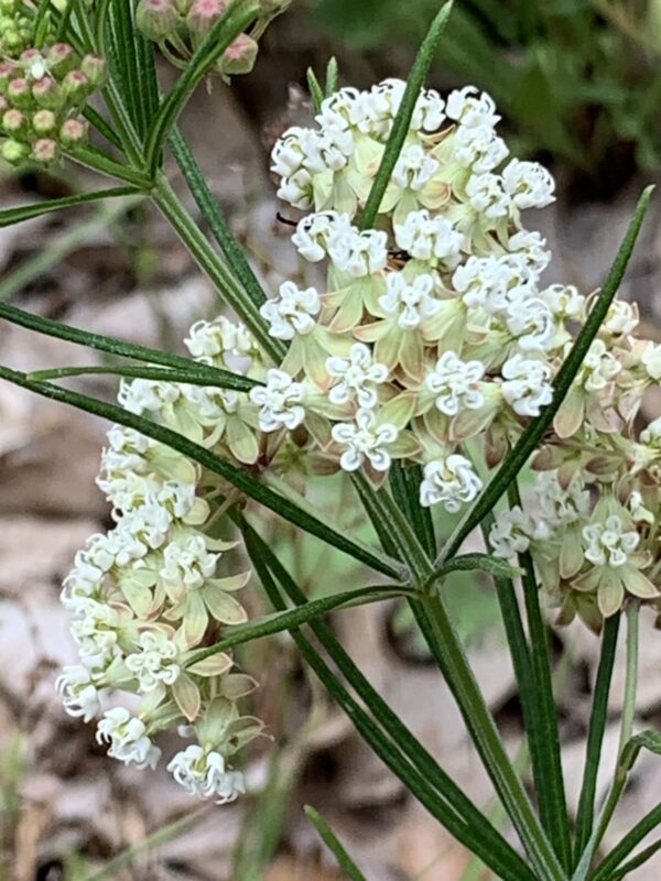 50 Whorled Milkweed Seeds (Asclepias Verticillata)
