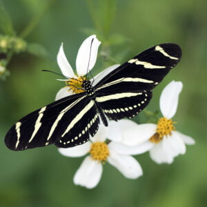 125 Florida-Native Butterfly Needle Seeds (Bidens alba)