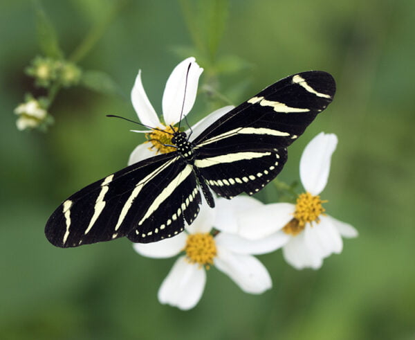 125 Florida-Native Butterfly Needle Seeds (Bidens alba)