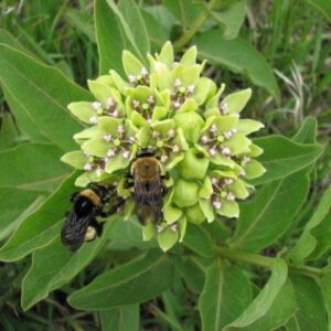 25 Green Antelopehorn Seeds (Asclepias viridis)