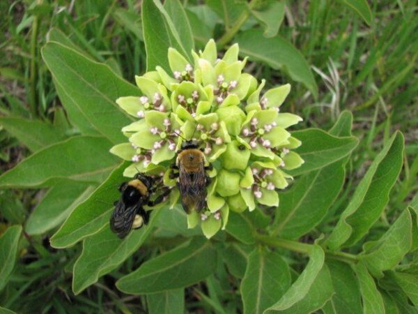 25 Green Antelopehorn Seeds (Asclepias viridis)
