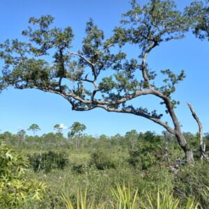 5 Florida-Native Sand Live Oak Seeds (Quercus Geminata)
