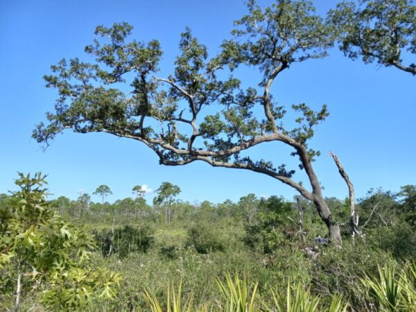 5 Florida-Native Sand Live Oak Seeds (Quercus Geminata)