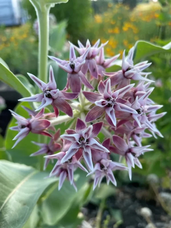 Showy Milkweed Seeds (Asclepias speciosa) - Image 4