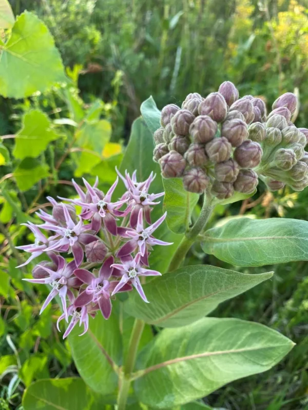 Showy Milkweed Seeds (Asclepias speciosa) - Image 5
