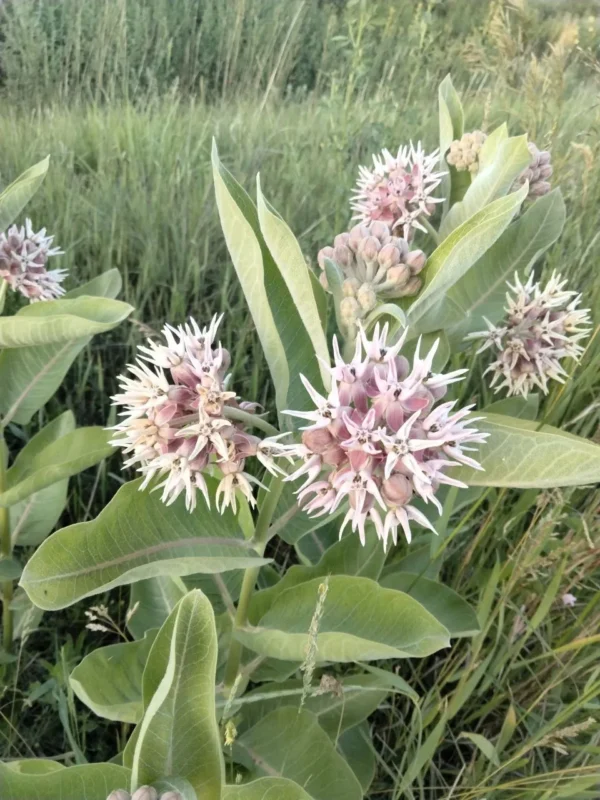 Showy Milkweed Seeds (Asclepias speciosa) - Image 6