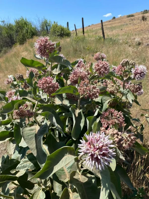 Showy Milkweed Seeds (Asclepias speciosa) - Image 7