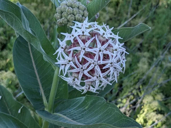 Showy Milkweed Seeds (Asclepias speciosa) - Image 8