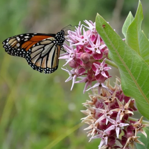 Showy Milkweed Seeds (Asclepias speciosa)