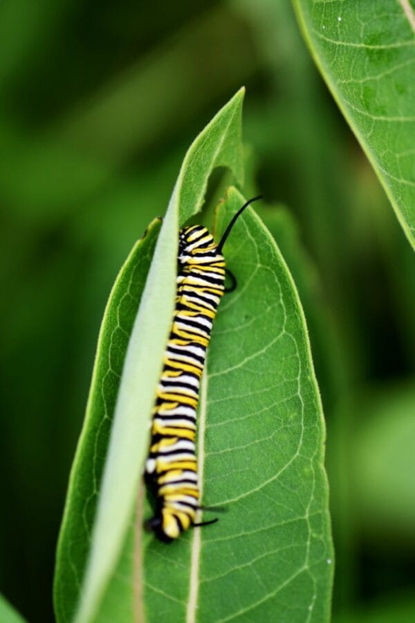 UnCommon Milkweed Seeds (Asclepias Syriaca) for North America - Image 6