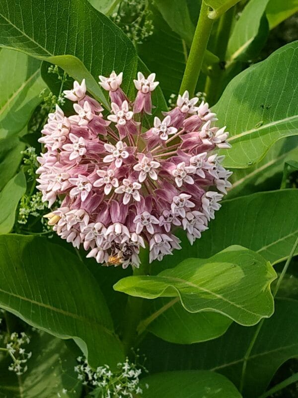 UnCommon Milkweed Seeds (Asclepias Syriaca) for North America - Image 4