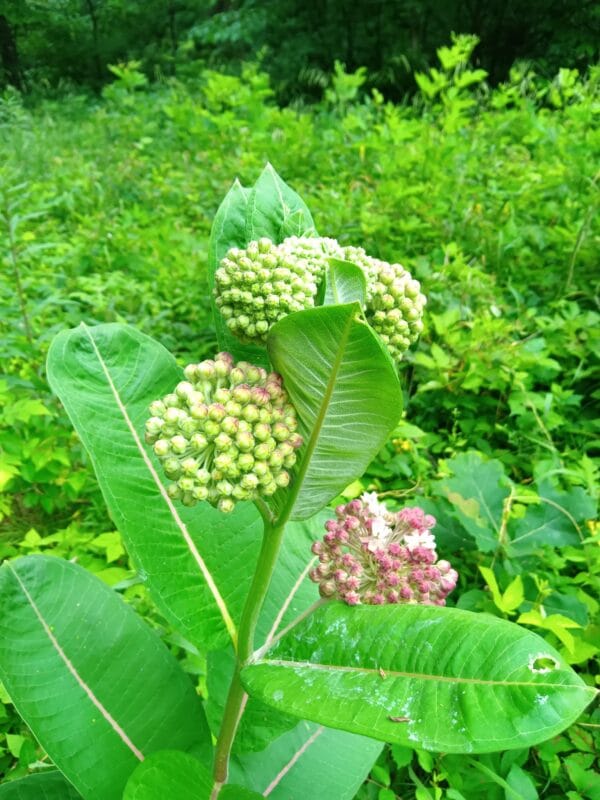 UnCommon Milkweed Seeds (Asclepias Syriaca) for North America - Image 2