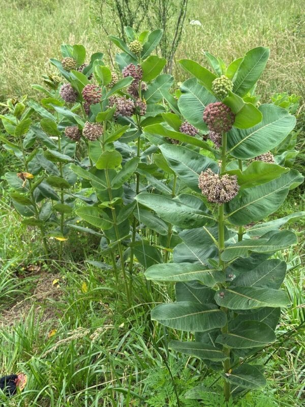 UnCommon Milkweed Seeds (Asclepias Syriaca) for North America - Image 5
