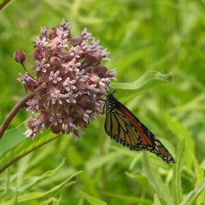 UnCommon Milkweed Seeds (Asclepias Syriaca) for North America