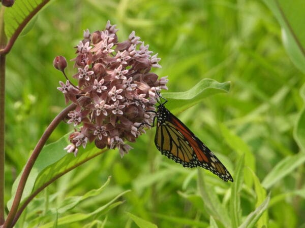 UnCommon Milkweed Seeds (Asclepias Syriaca) for North America
