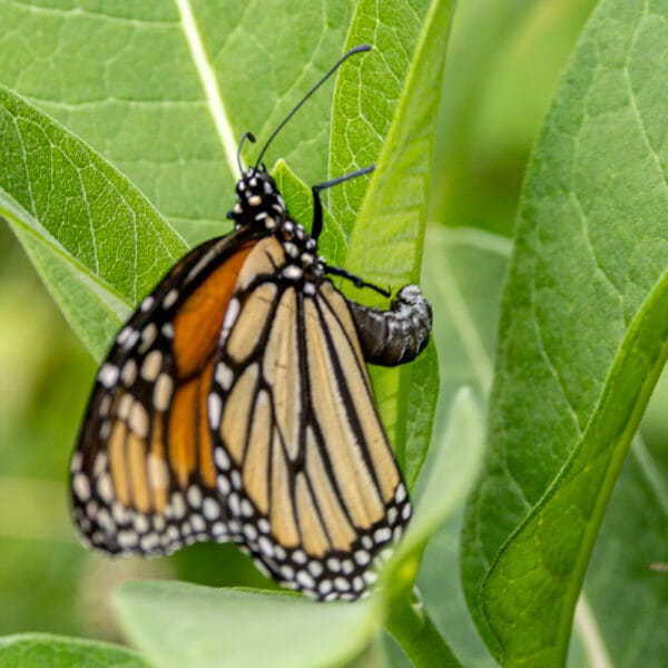 UnCommon Milkweed Seeds (Asclepias Syriaca) for North America - Image 3