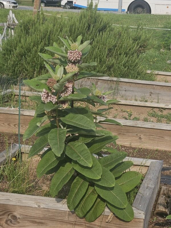 UnCommon Milkweed Seeds (Asclepias Syriaca) for North America - Image 7