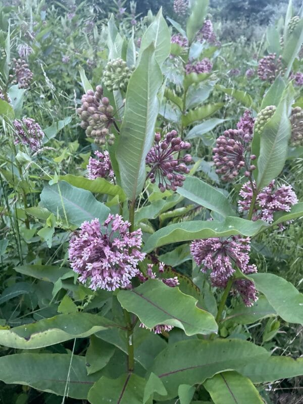 UnCommon Milkweed Seeds (Asclepias Syriaca) for North America - Image 8