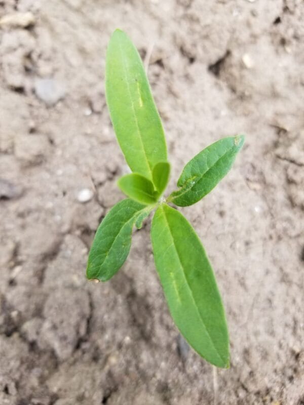UnCommon Milkweed Seeds (Asclepias Syriaca) for North America - Image 10