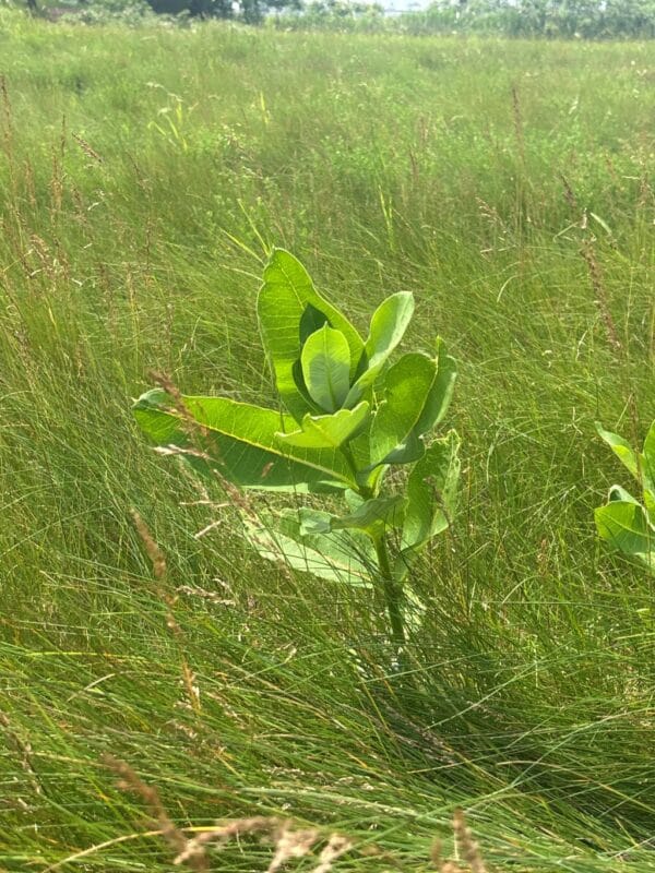 UnCommon Milkweed Seeds (Asclepias Syriaca) for North America - Image 9