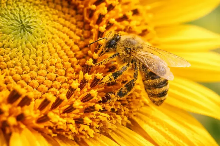 Do Butterfly Gardens Attract Bees?